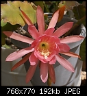 Another one-epiphyllum-eds-pink27dsc00489.jpg