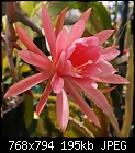 Epiphyllum Pink Padre-epiphyllum-pink-padre-51-dsc00496.jpg
