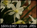 Spring - Daffodil-602.jpg (1/1)-daffodil-602.jpg