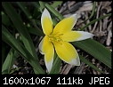 Spring - Turkomania_8568.jpg (1/1)-turkomania_8568.jpg