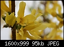 Spring - Forsythia_8582.jpg (1/1)-forsythia_8582.jpg