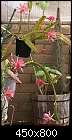 Epiphyllums-epiphyllum-eds-pink-dsc00516.jpg