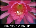 A closeup of Eds Pink-epiphyllum-eds-pink-dsc00519.jpg