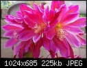 My Iridescent Epiphyllum-epiphyllum-iridescented-1.1-dsc00522.jpg