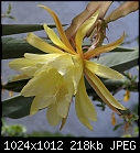 Another color-epiphyllum-lemon-yellow-dsc00525.jpg