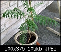 ID Plant Plz - Send1.jpg-send1.jpg