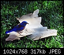 Male  Western Bluebird-male-western-bluebird.jpg