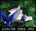 Male &amp; Female Western Bluebirds-male-female-western-bluebirds.jpg