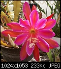 True colors-epiphyllum-iridescent-1-dsc00540.jpg