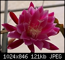Pink/Mauve Epi Blooming Now.-epiphyllum-pinkmauve-8-dsc00539.jpg