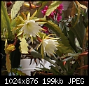 Epi. White Splendor - last one.-epiphyllum-whitesplendordsc00547.jpg