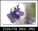 Nodding Violet-1763 (Streptocarpus)-c-1763-nodviolet-16-04-10-5d-100.jpg