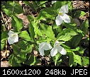 A couple of trillium pictures-img_2519.jpg