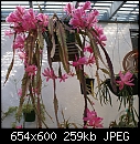 A different Epiphyllum-epiphyllum-deutschekaiserin-dsc00562.jpg