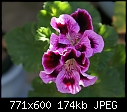 -geranium-mauvewine-dsc00561.jpg