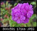Plain Pink Geranium-geranium-pink-dsc00569.jpg