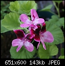 A Pink/Wine Geranium-geranium-pinkwine-dsc00564.jpg