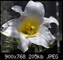 Easter Lily-easterlily-bids-dsc00584.jpg