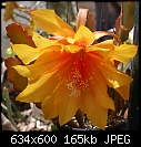 An Orange Epiphyllum-epiphyllum-rons-orange-5.1dsc00592.jpg