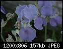 FLOWERS - BLUE-IRIS_T9344.jpg (1/1)-blue-iris_t9344.jpg