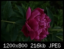 FLOWERS - PEONY_T9349.jpg (1/1)-peony_t9349.jpg