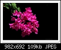 Bougainvillea Flowers-9853-c-9853-bougainvillea-07-04-10-40-400.jpg
