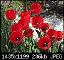 Tulips-tulips-p.jpg