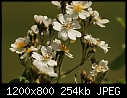 FLOWERS - WILD-ROSE_9395.jpg (1/1)-wild-rose_9395.jpg