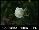 FLOWERS - WHITE-ROSE_T9350.jpg (1/1)-white-rose_t9350.jpg