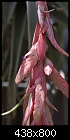 T. latifolia closeup.-t-latifolia-var.-leucophylla-221dsc00622.jpg