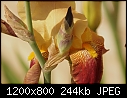 FLOWERS - GERMAN-IRIS_9258.jpg (1/1)-german-iris_9258.jpg