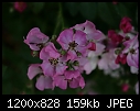 FLOWERS - FAIRY-ROSE_T9356.jpg (1/1)-fairy-rose_t9356.jpg