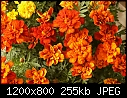 FLOWERS - MARIGOLDS_9195.jpg (1/1)-marigolds_9195.jpg