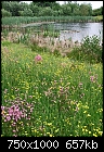 Wildflower meadow and pond-smalley-ngs-028.jpg