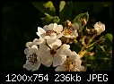 FLOWERS - WILD-ROSE_T9324.jpg (1/1)-wild-rose_t9324.jpg
