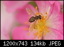 MACROS - Insect-on-Rose_9557.jpg (1/1)-insect-rose_9557.jpg