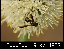 MACROS - Wasp-on-Onion-Seed_9546.jpg (1/1)-wasp-onion-seed_9546.jpg