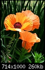 Orange Oriental Poppy-poppies-2.jpg