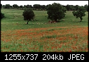 Click image for larger version

Name:	Coquelicots '99_2sm.jpg
Views:	270
Size:	204.3 KB
ID:	13117