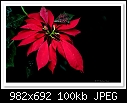Poinsettia Flower-0527-(Euphorbia pulcherrima)-c-0527-ponsettia-13-06-10-40-300.jpg