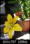 Yellow Lily-lily-bidsyellowdsc00668.jpg