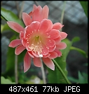 It is Epiphyllum Serena (1/1)-dsc_3381ab.jpg