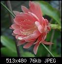 It is Epiphyllum Serena (1/1)-dsc_3378ab.jpg