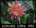It is Epiphyllum Serena (0/1)-dsc_3383a.jpg