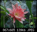 It is Epiphyllum Serena (0/1)-dsc_3389a.jpg