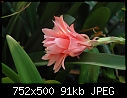 It is Epiphyllum Serena (0/1)-dsc_3390a.jpg