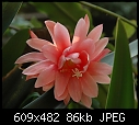 It is Epiphyllum Serena (0/1)-dsc_3391a.jpg