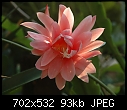 It is Epiphyllum Serena (0/1)-dsc_3392a.jpg