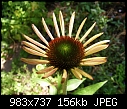 Echinacea - Echinacea_sm.jpg (1/1)-echinacea_sm.jpg