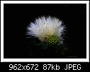 White Calliandra Flower-0826-c-0826-whitecalliandra-02-07-10-40-300.jpg